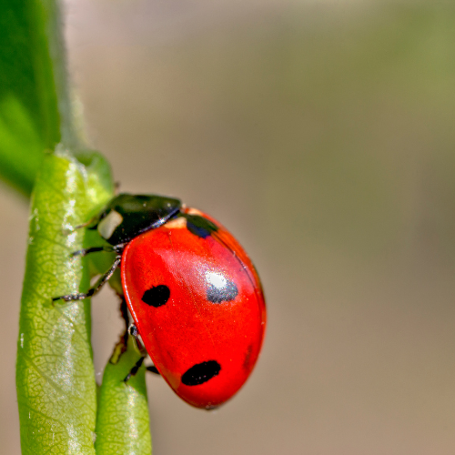  ladybugs